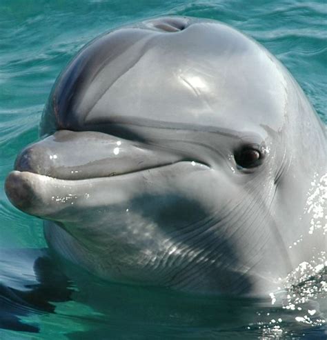 dolphin's head | Dolphin facts, Dolphins, Animals