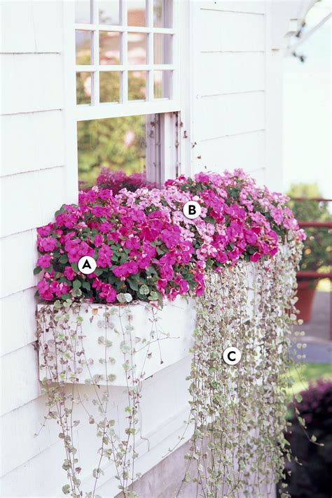 16 Pretty and Simple Combinations of Window Box Flowers for Shade ...