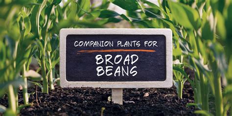 companion plants for broad beans