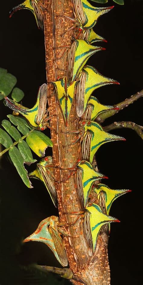 4 Astonishing Treehopper Species You Should See - WhatDeWhat