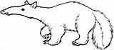 Anteater Coloring Pages  ColoringBay sketch template