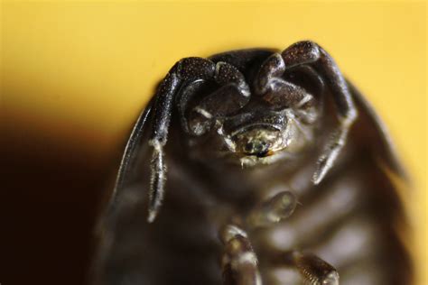 Roly Poly Head | Head of Roly Poly Bug. Reverse Lens Macro. … | Flickr