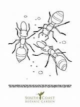 Ant Coloring Page sketch template
