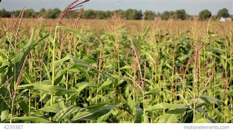 Young Corn Stalks In A Big Corn Field Stock video footage | 4239387