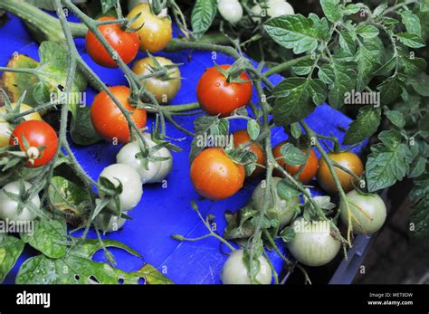 Ripening Cherry Tomato Plant Stock Photo - Alamy