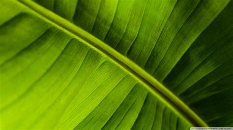 🔥 [50+] Banana Leaf Wallpapers | WallpaperSafari