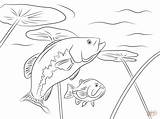 Largemouth Bass Coloring Pages At GetColoringscom  Free Printable sketch template