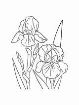 Iris Flower coloring Pages Download And Print  sketch template