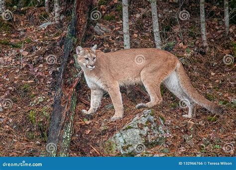 Female Mountain Lion stock photo. Image of feline, tree - 132966766