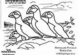 Puffin Coloring Pages Sketch Coloring Page sketch template