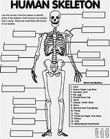 Human Skeleton Coloring Page sketch template