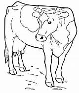 Texas Longhorn Cow Coloring Page  Free Printable Pages For Kids sketch template