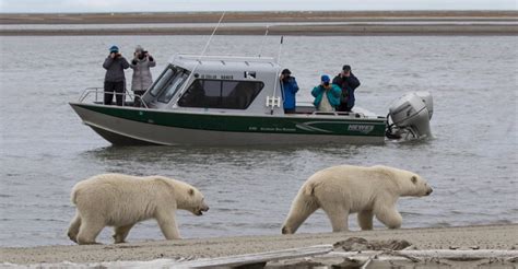 Kaktovik, Alaska Polar Bear Photo Tour