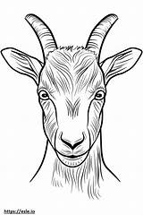 American Pygmy Goat Face coloring Page sketch template