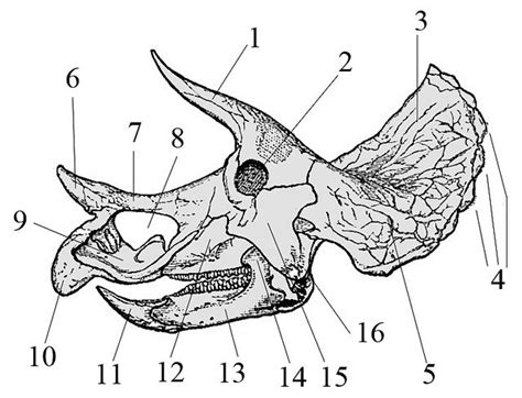 Parts of a Triceratops skull by Zachi Evenor, via Flickr | Dinosaur pictures, Unusual animals ...