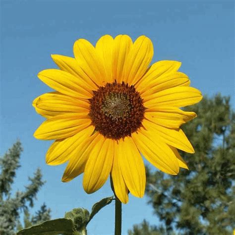 Helianthus annuus (Annual Sunflower) Wildflower Seed