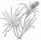 Sugar Cane Coloring Coloring Pages sketch template