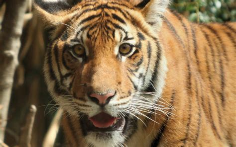 Genome-wide study confirms there are six tiger subspecies