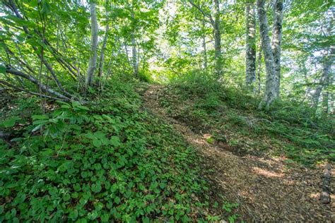 Hiking Mount Haku (白山) in Japan | Halfway Anywhere