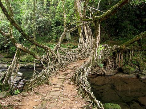 The Incredible Living Root Bridges of Meghalaya