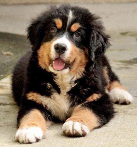 Golden Mountain Dog (Golden Retriever-Bernese Mountain Mix) Info and Pictures