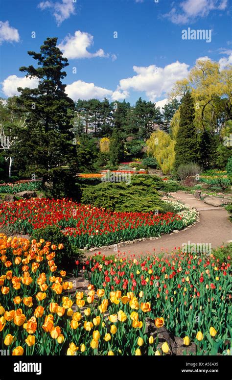 Canada Ontario Burlington Royal Botanical Gardens in spring with tulips in bloom Stock Photo - Alamy