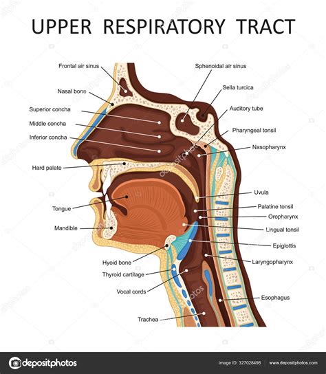 Upper respiratory tract. Anatomy - nose, throat , mouth, respiratory system Stock Vector by ...