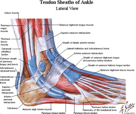 Tendons In The Foot | Ankle anatomy, Foot anatomy, Anatomy