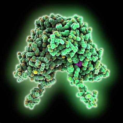 Oestrogen Receptor And Oestradiol #1 Photograph by Laguna Design - Pixels