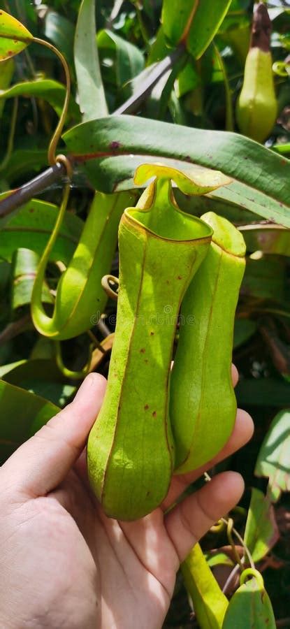 Pitcher Plant or Known As Periuk Kera To Locals Stock Image - Image of kera, locals: 214070741