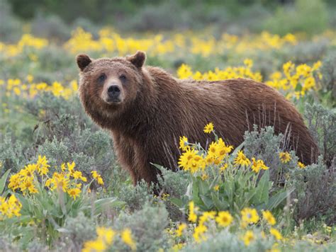 Why do you oppose the grizzly hunt? - Wyoming Wildlife Advocates