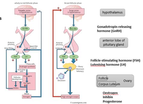 Reproductive Physiology 1. The Oestrous Cycle Flashcards | Quizlet