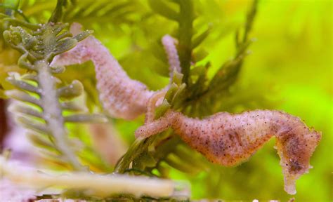 6 Best Seahorse Species for Aquariums