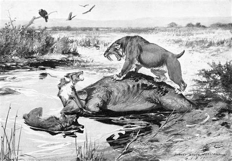 File:Smilodon and Canis dirus.jpg - Wikimedia Commons