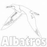Albatross Coloring Page sketch template