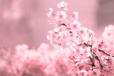 Soft pastel color ,Cherry Blossom or Sakura flower on nature blur background in the morning a ...
