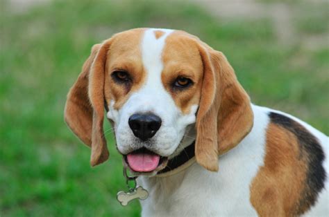 Beagle: Dog Breeds | Breed Information | Mad Paws Blog