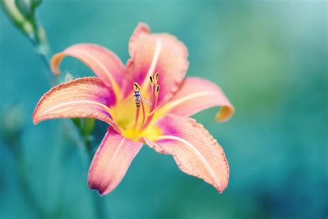 Lily Meaning and Symbolism - FTD.com