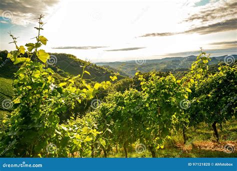 Grape Vines in an Old Vineyard in the Tuscany Winegrowing Area, Italy Stock Photo - Image of ...