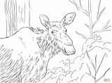 Eastern Moose coloring page  Free Printable Coloring Pages sketch template