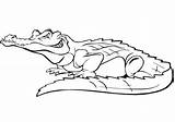 Free Printable Crocodiles Coloring Pages Pictures  sketch template