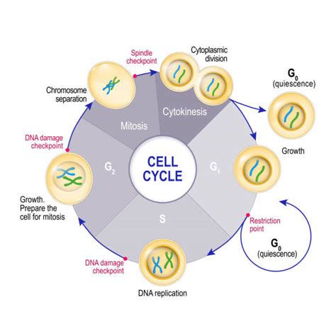 Chromatin Illustrations, Royalty-Free Vector Graphics & Clip Art - iStock