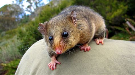 3840x1080px | free download | HD wallpaper: Animal, Possum, Australia, Marsupial, Mountain Pygmy ...