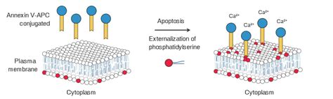 Annexin V Apoptosis Detection Kits – Triogen Biyoteknoloji