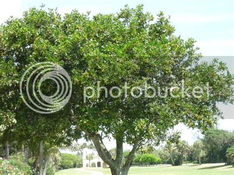 Macadamia Nut Trees - TROPICAL LOOKING PLANTS - Other Than Palms - PalmTalk