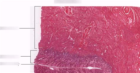 Histology of the Female Reproductive Tract 5 Diagram | Quizlet