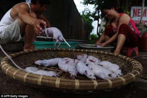 Vietnam restaurant offers roasted rat on stick as local delicacy ...