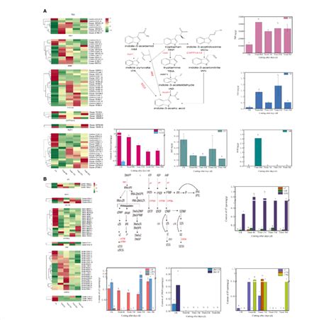 (A) Changes in expression of genes and metabolites of the auxin... | Download Scientific Diagram