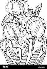 Irises Flower Coloring Page For Adults Stock Vector Image & Art  Alamy sketch template