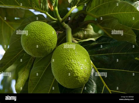 Breadfruit on tree, Manase Village, Savai'i Island, Western Samoa Stock Photo - Alamy